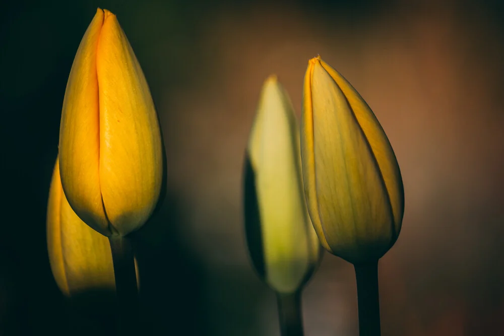 Tulpenknospen - fotokunst von Björn Witt