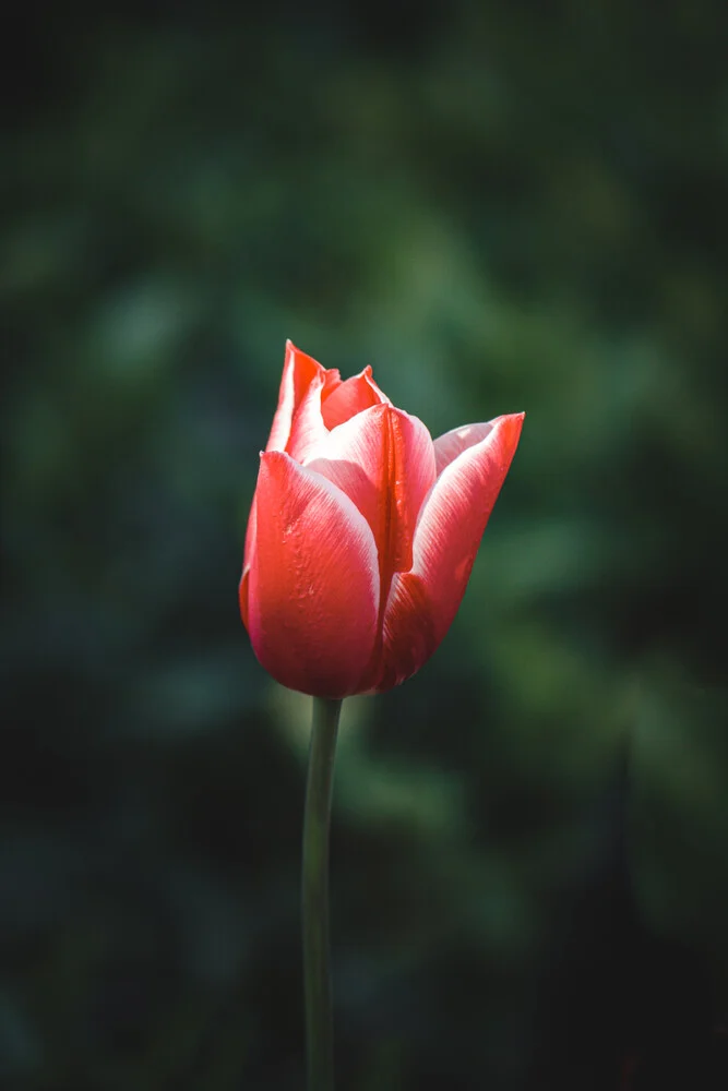 Tulpe - fotokunst von Björn Witt