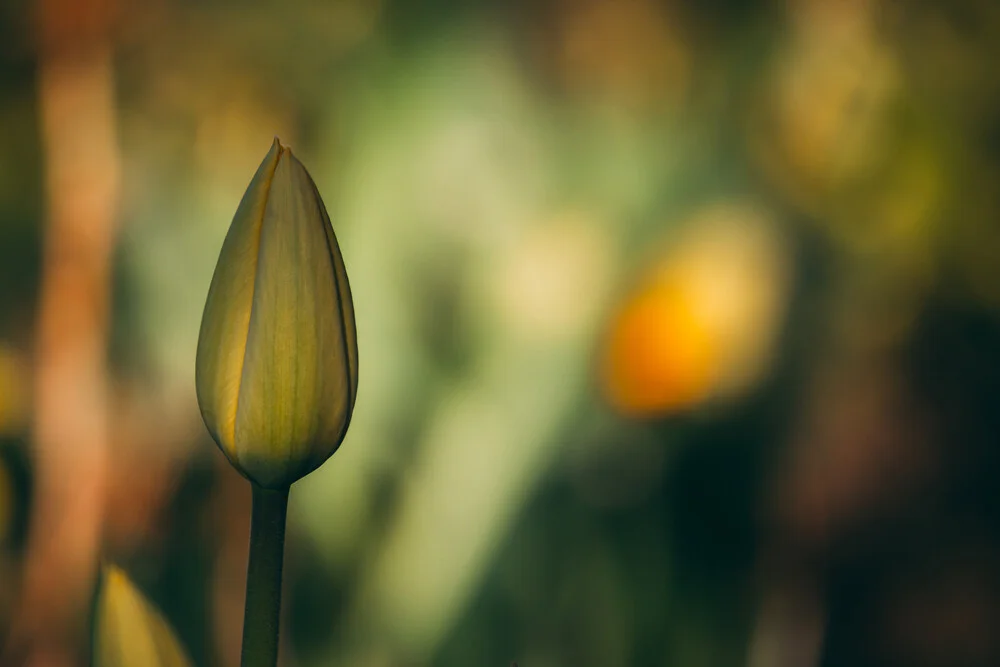 Tulpenknospe V - fotokunst von Björn Witt