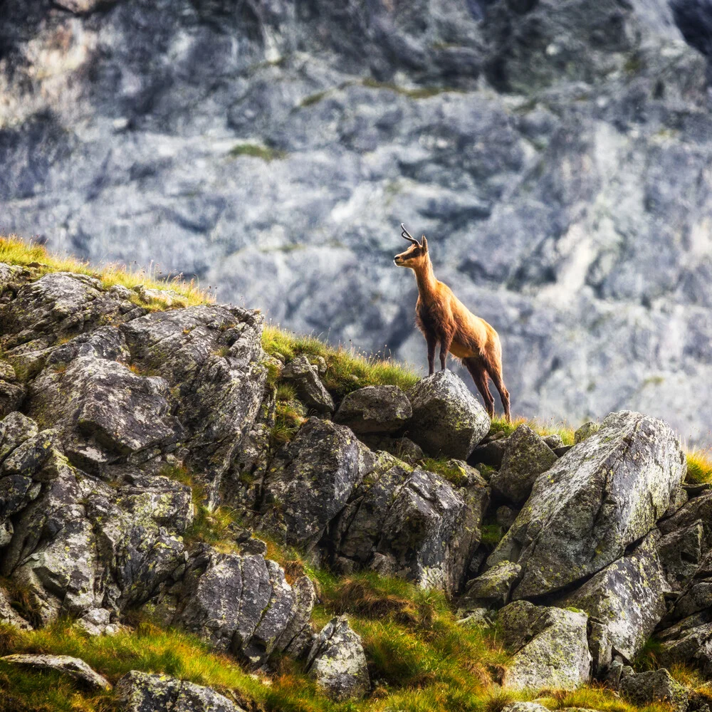 Gämse in der Tatra - fotokunst von Mikolaj Gospodarek