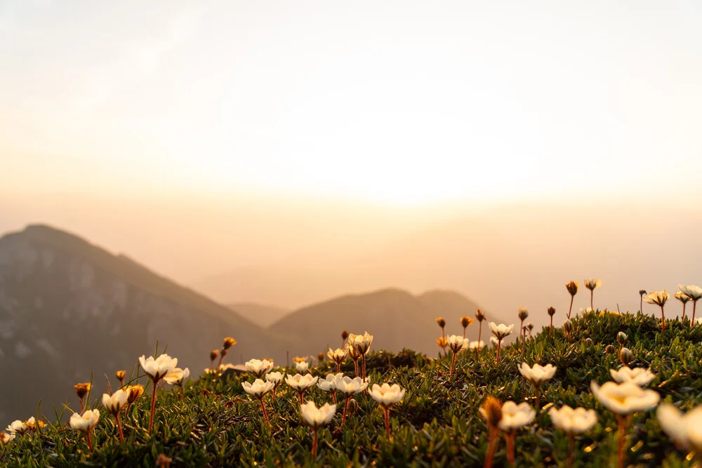 Mountain Blossoms - Fineart photography by Clemens Bartl