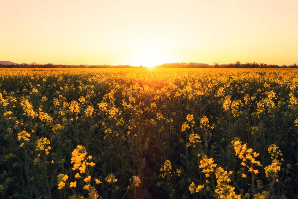 Rapsfeld mit Sonnenuntergang - fotokunst von Oliver Henze