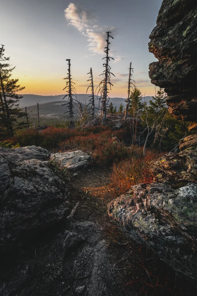 Sunset in a Sea of Forest - Fineart photography by Florian Eichinger