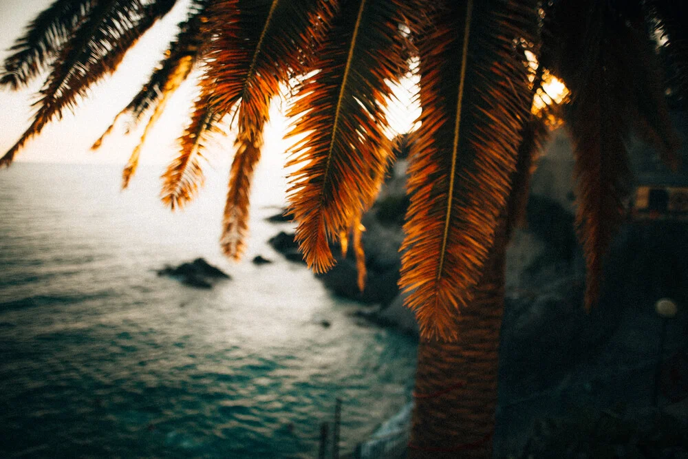Palmen im Sonnenuntergang an der ligurischen Küste, Italien - fotokunst von Marco Leiter