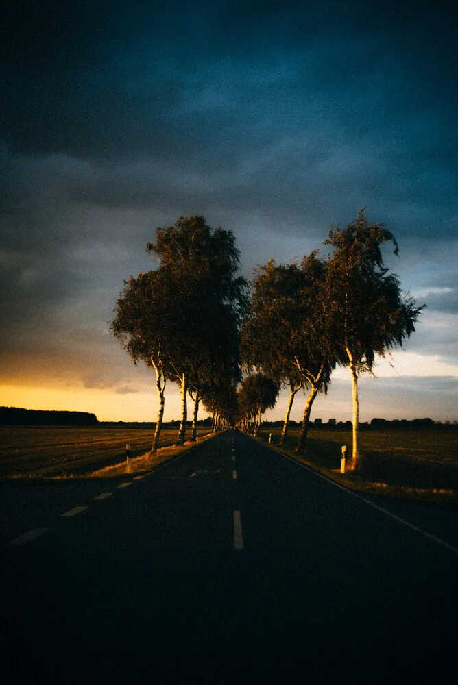 Infinite road surrounded by trees - Fineart photography by Marco Leiter