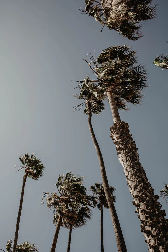 PALM TREES, BEACH AND MORE - Fineart photography by Jasmin Hertrich
