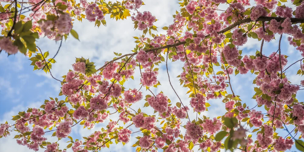 CHERRY BLOSSOM - Fineart photography by Andreas Adams