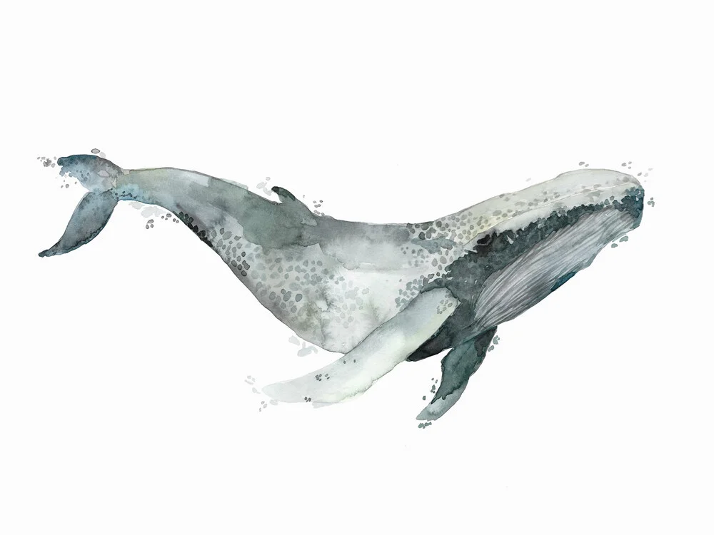 Sea Life - Humpback Whale - fotokunst von Christina Wolff
