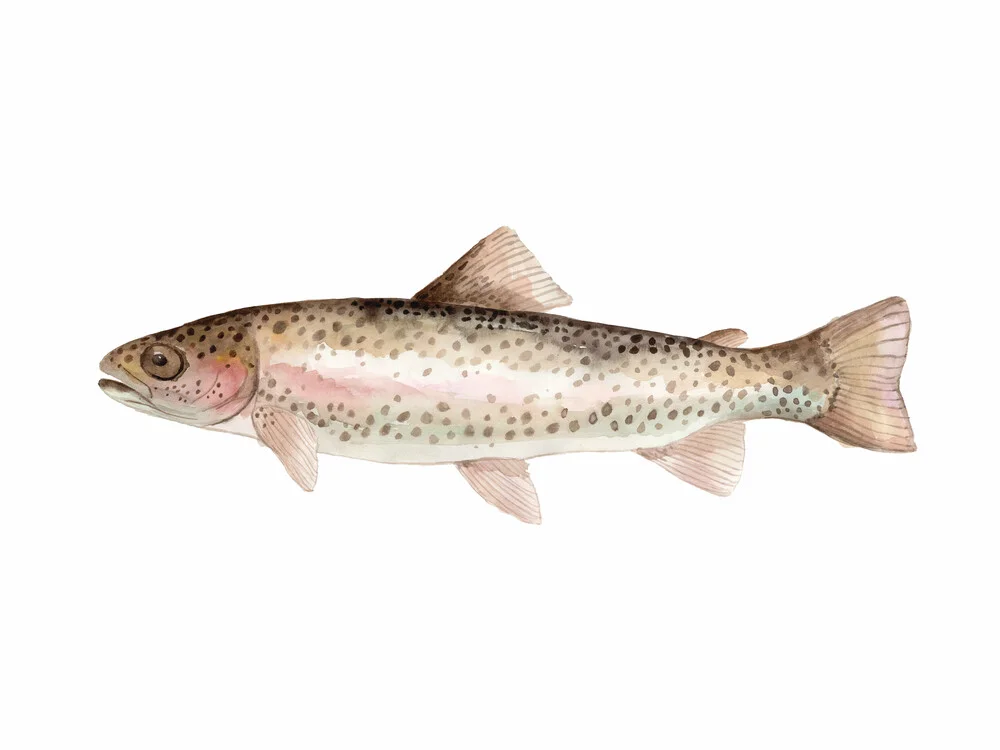 Sea Life - Rainbow Trout - fotokunst von Christina Wolff