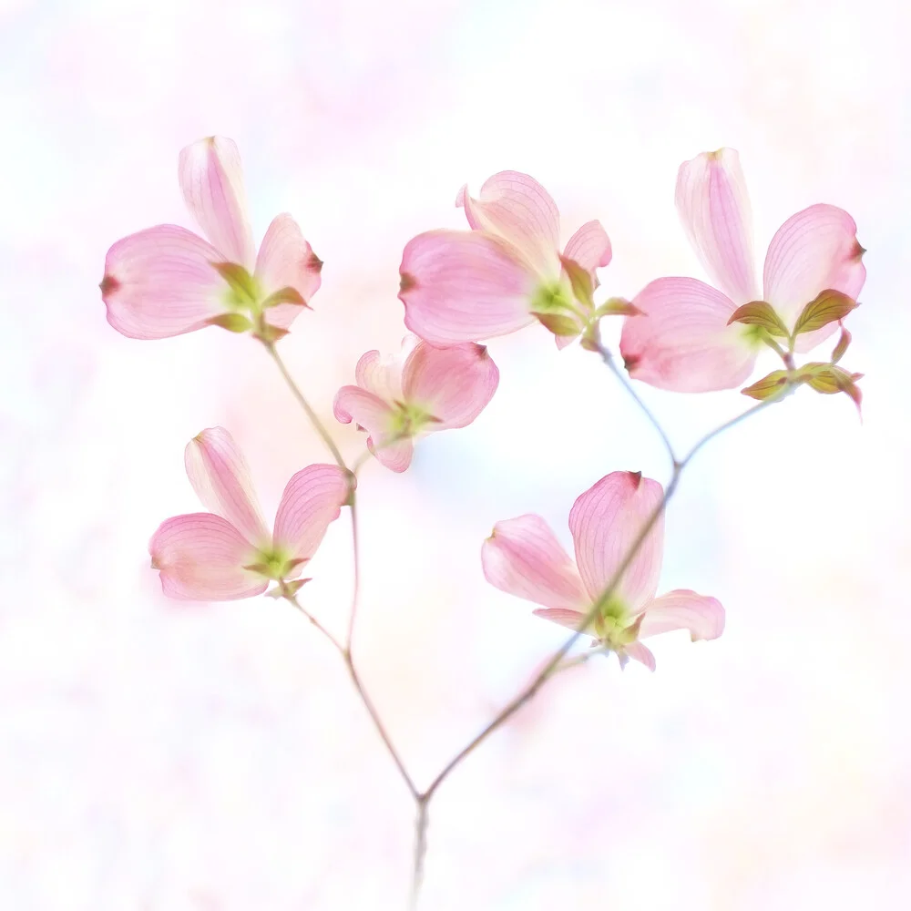 My pink Love - Fineart photography by Torsten Kupke