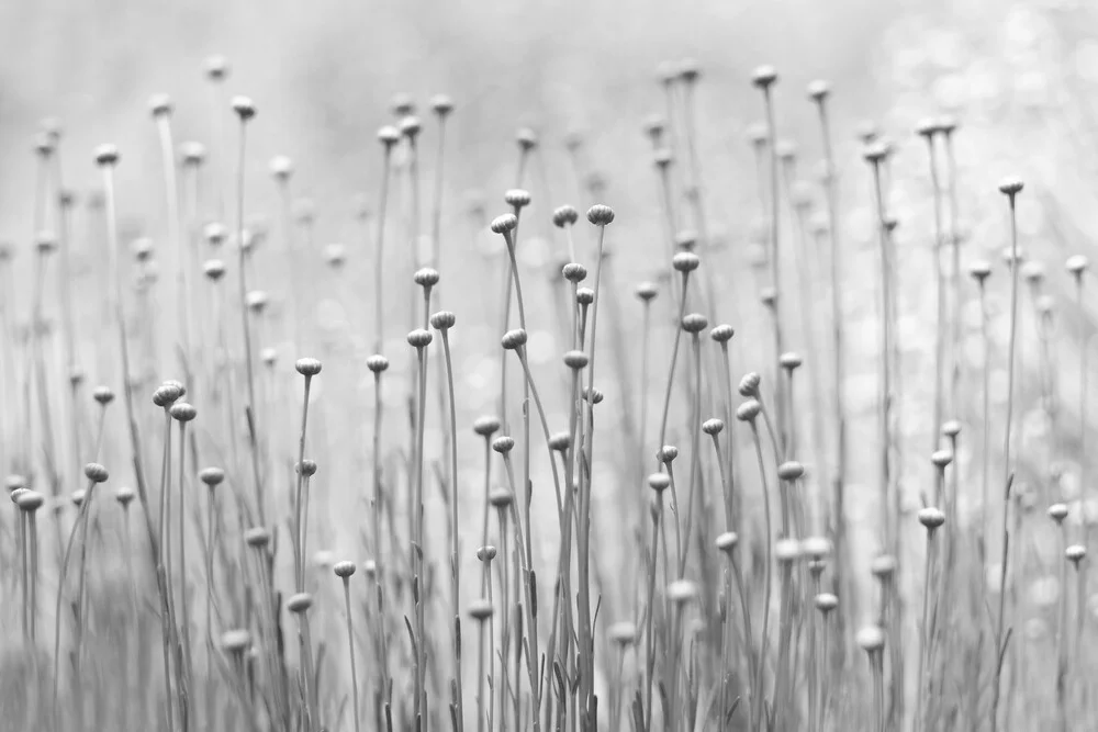 Stretch Out - fotokunst von Torsten Kupke