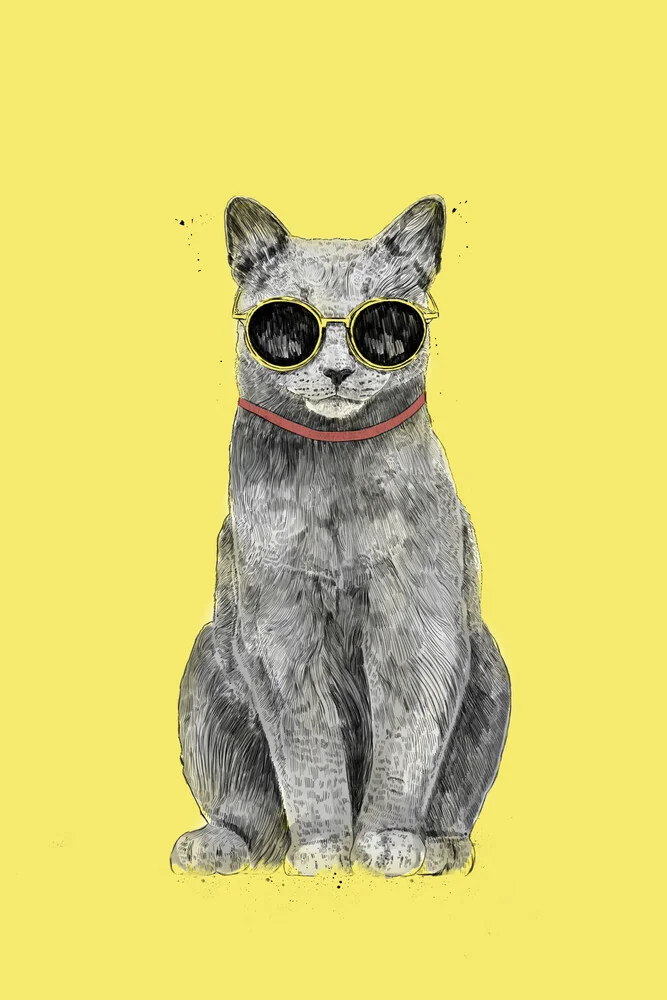 Summer Cat - fotokunst von Balazs Solti