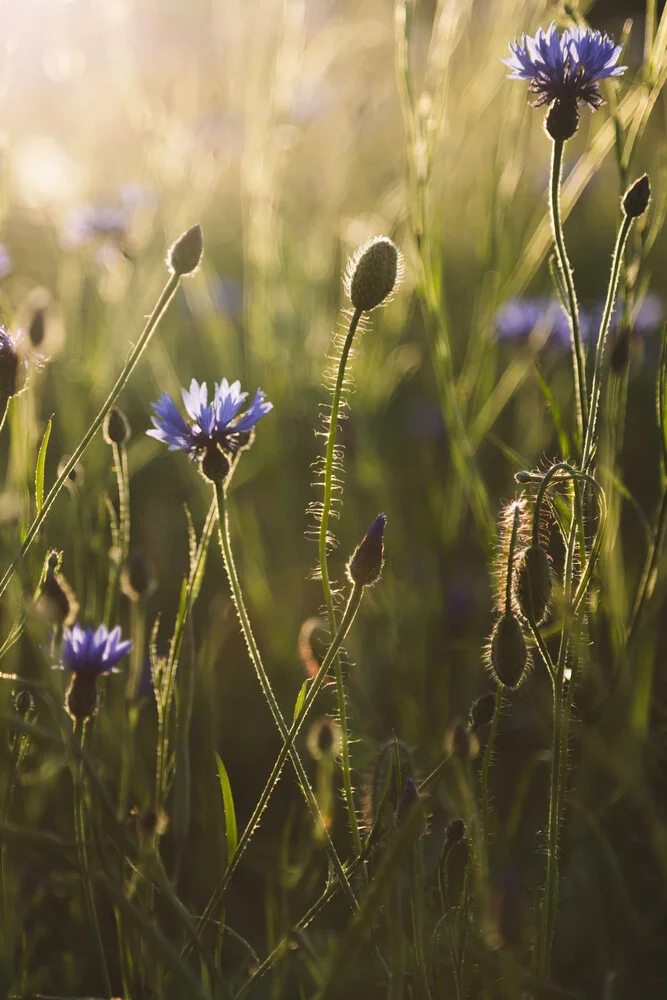 Kornblume und Mohnblume zum Sonnenuntergang - fotokunst von Nadja Jacke