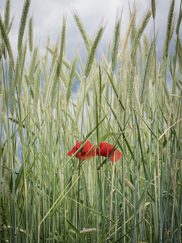 two poppies in a grain field - Fineart photography by Bernd Grosseck