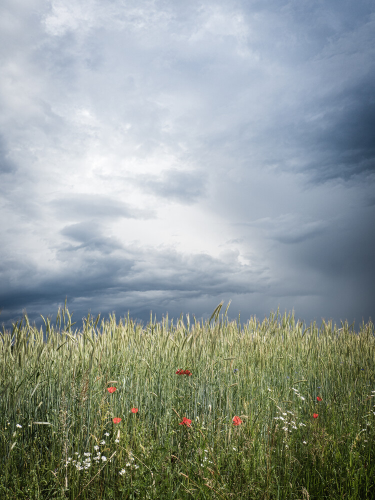 Mohnnblumen im Feld vor aufziehendem Gewitter - fotokunst von Bernd Grosseck
