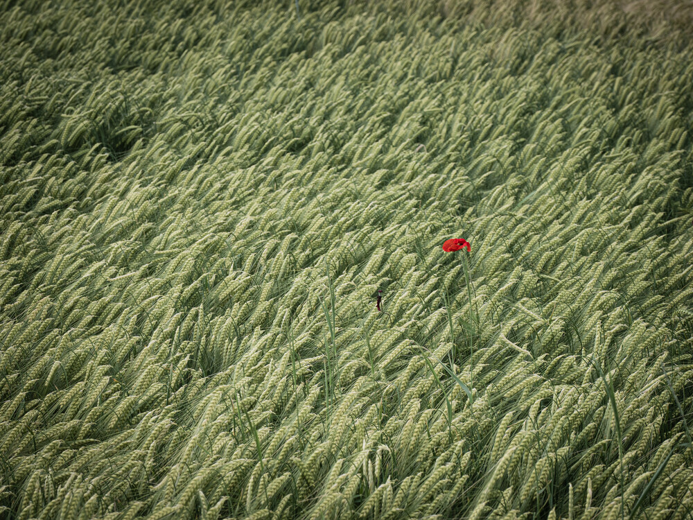 Einsame Mohnblume im Getreidefeld - fotokunst von Bernd Grosseck