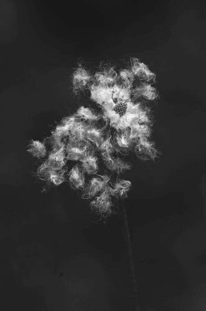 Bearded Flower - fotokunst von Ursula Wördehoff