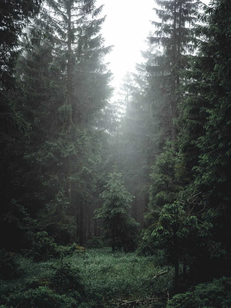 Tief im Wald - fotokunst von Sebastian Wilczewski
