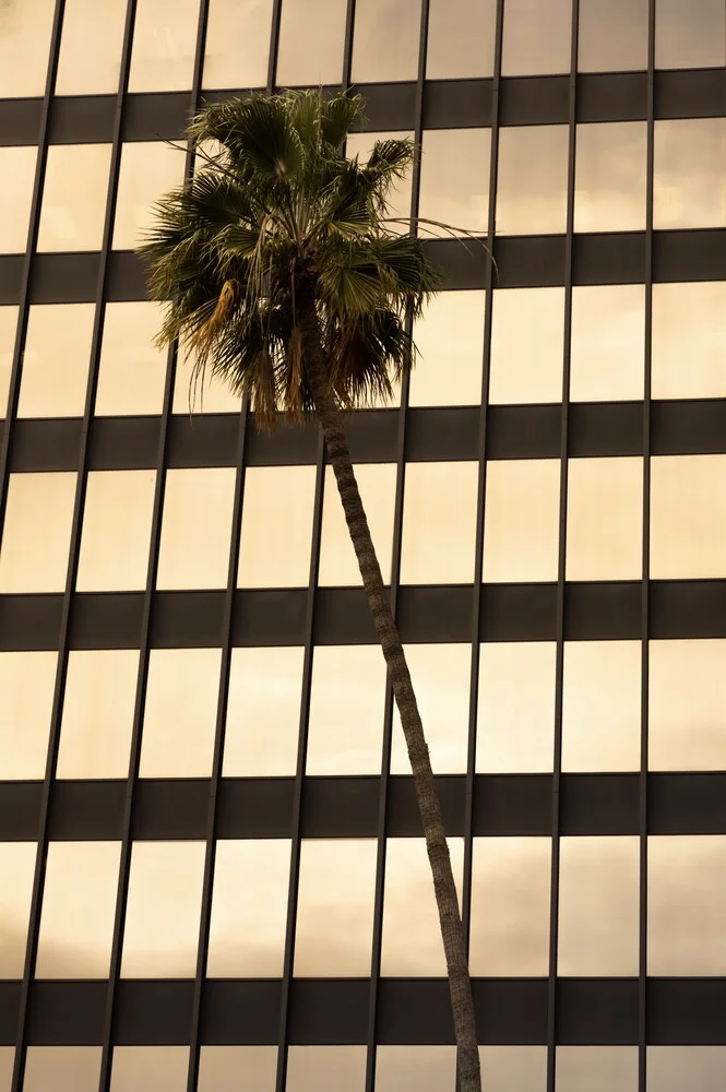 Beverly Hills Palm Tree - fotokunst von Tonio Bessa