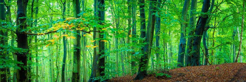 Herbstwald Panorama - fotokunst von Martin Wasilewski