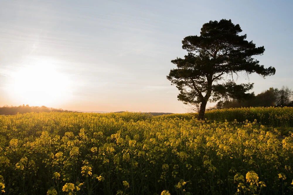 summerlight - fotokunst von Helmut Pfirrmann