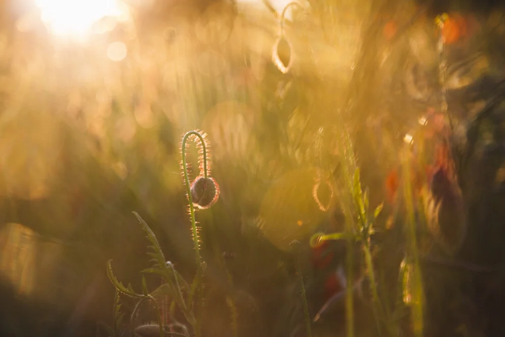 Mohnblumen zum Sonnenuntergang - fotokunst von Nadja Jacke