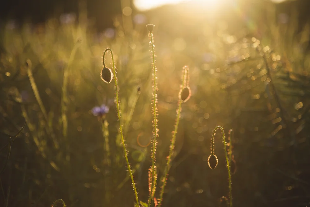 Cornflower and poppy at sunset - Fineart photography by Nadja Jacke