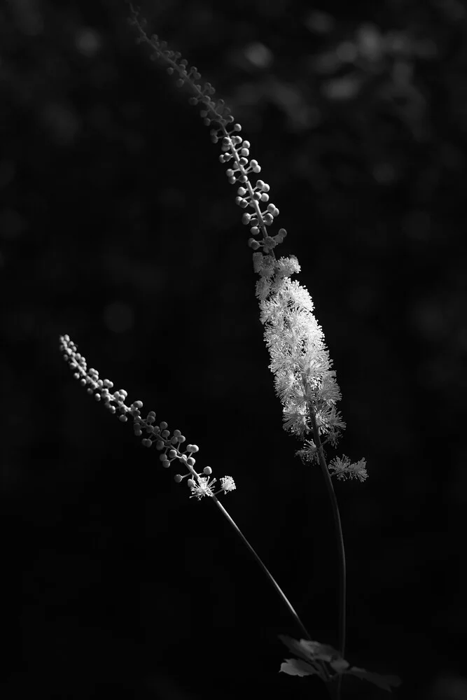 Silberstreif - fotokunst von Torsten Kupke