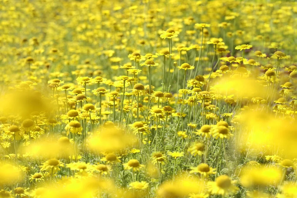 Sommermeer - fotokunst von Torsten Kupke