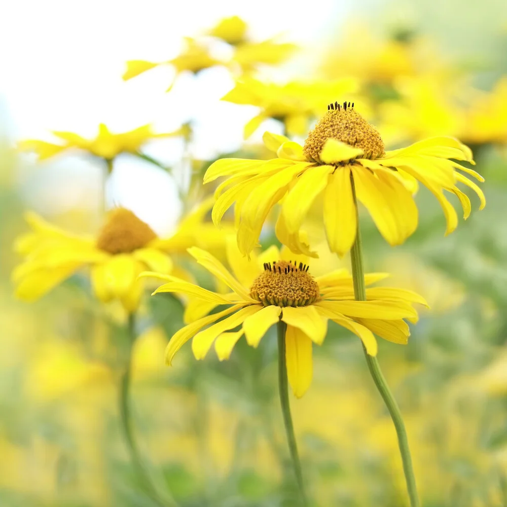 Yellow - Fineart photography by Torsten Kupke