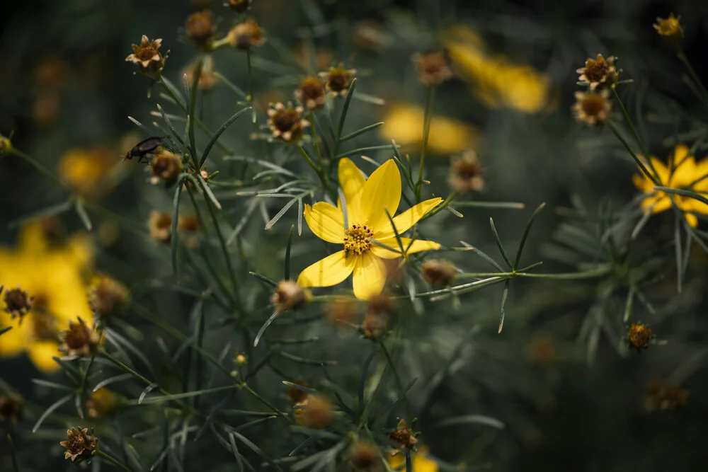 blooming golden marie - Fineart photography by Nadja Jacke