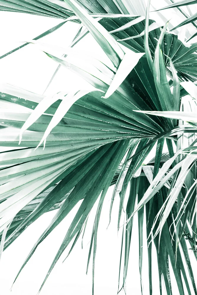Palm Leaves - fotokunst von Victoria Frost