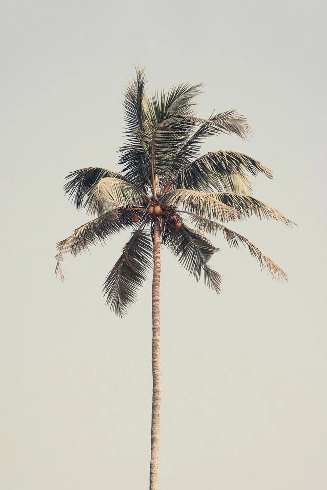 Palm tree by the beach - fotokunst von Victoria Frost