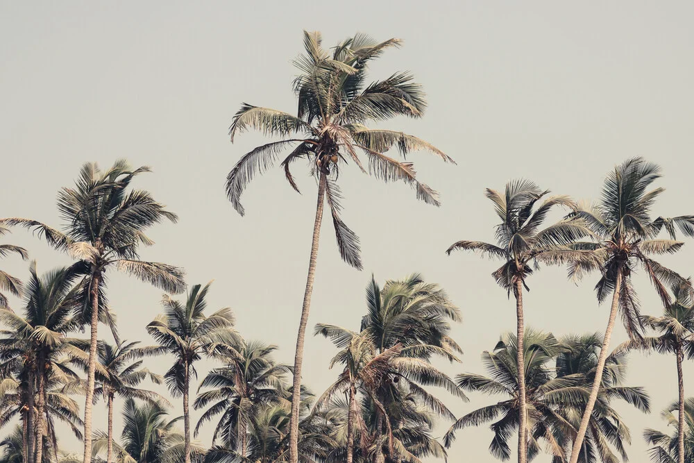 Palm Trees on the beach - fotokunst von Victoria Frost
