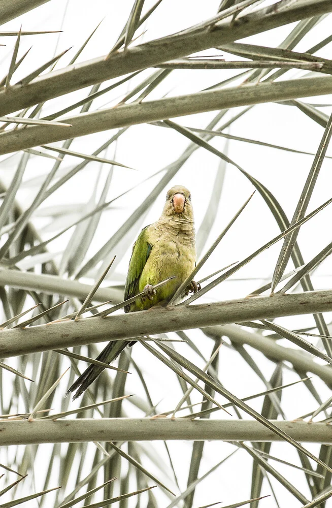 Parrot - fotokunst von Victoria Frost