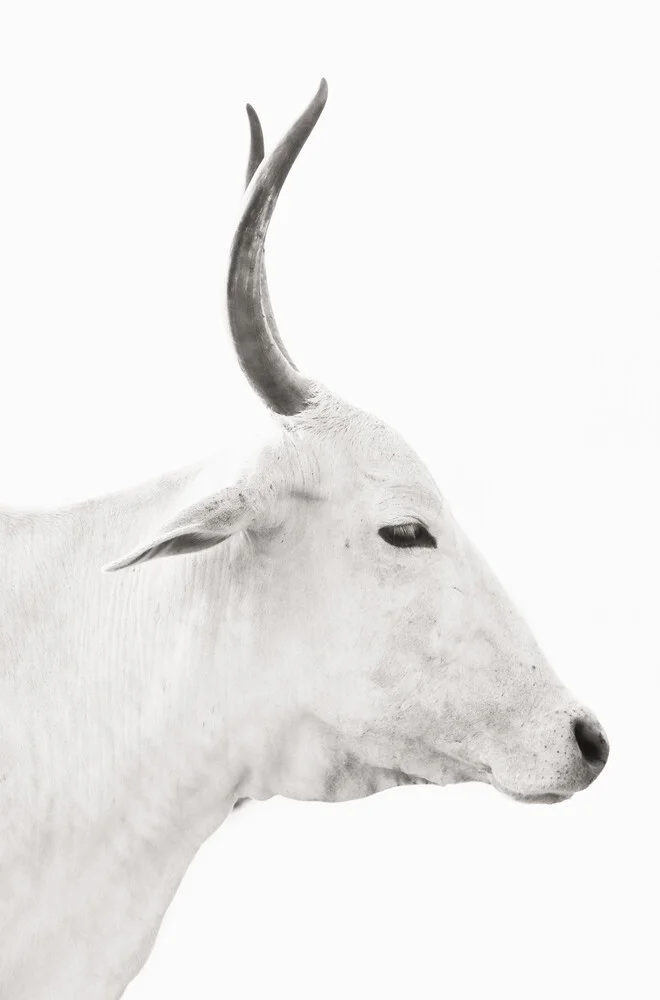White Cow, Indien – Fotokunst von Victoria Frost als Poster oder Acrylglasbild