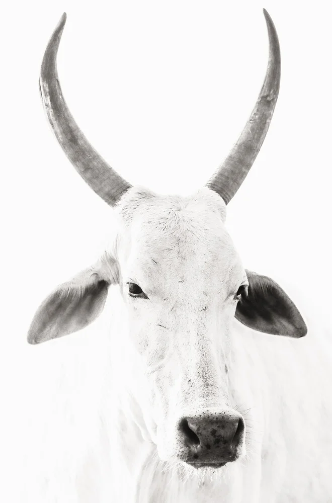 White Cow - fotokunst von Victoria Frost