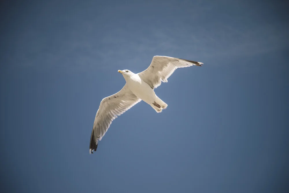 Seagull in flight - Fineart photography by Nadja Jacke