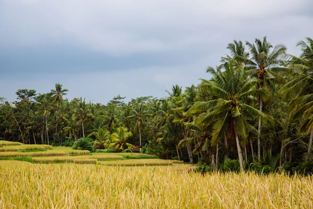 RICE FIELD - Fineart photography by Lars Brauer