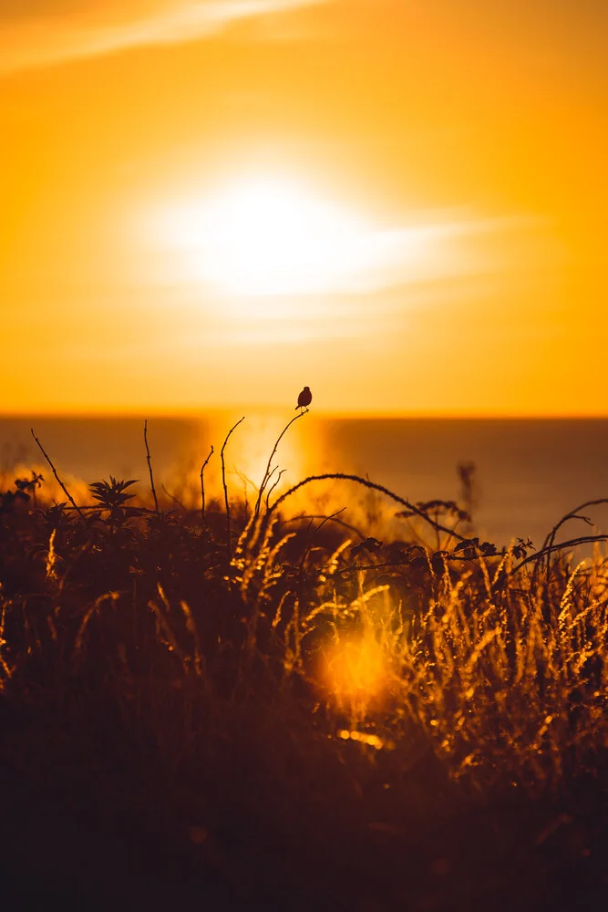 Stonechat - fotokunst von Lars Brauer