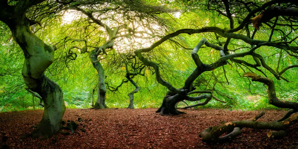 Tanz der Bäume - fotokunst von Martin Wasilewski