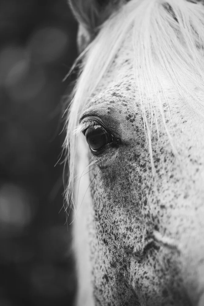 Pferd - fotokunst von Nadja Jacke