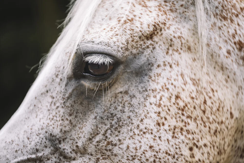 Pferd - fotokunst von Nadja Jacke