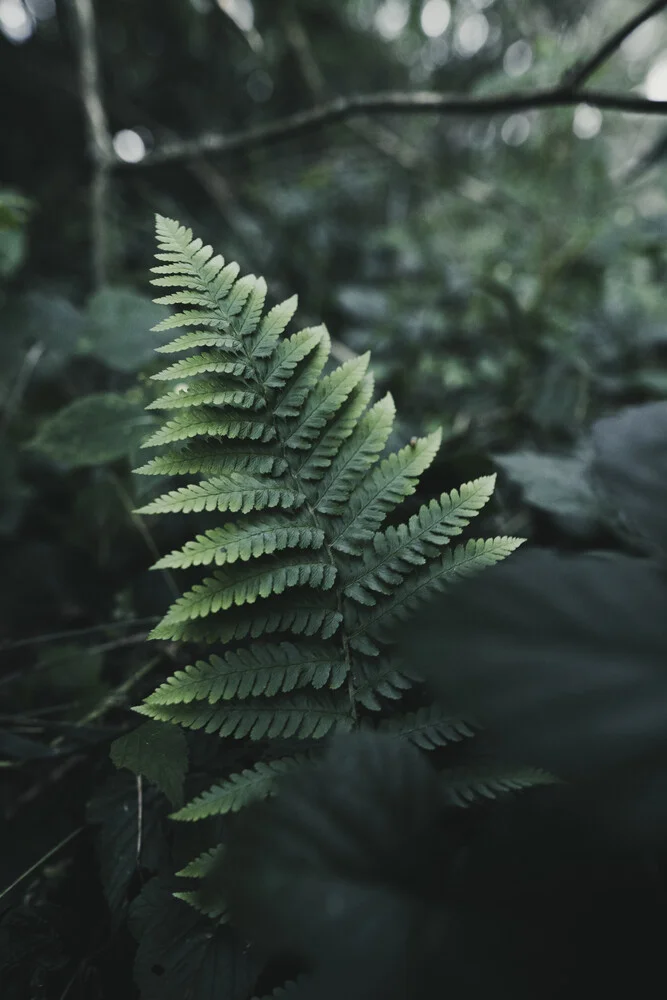 Simple Fern - Fineart photography by Max Saeling