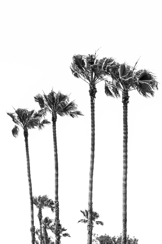 Palmenidylle in schwarzweiß - fotokunst von Melanie Viola