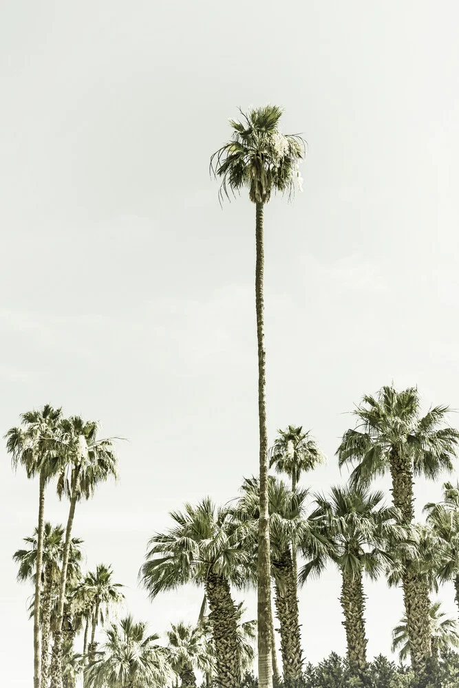 Palmen im Sommer  | Vintage - fotokunst von Melanie Viola