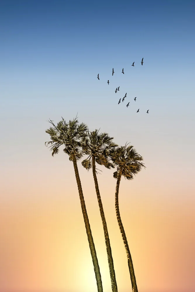 Palmen im Sonnenuntergang - fotokunst von Melanie Viola