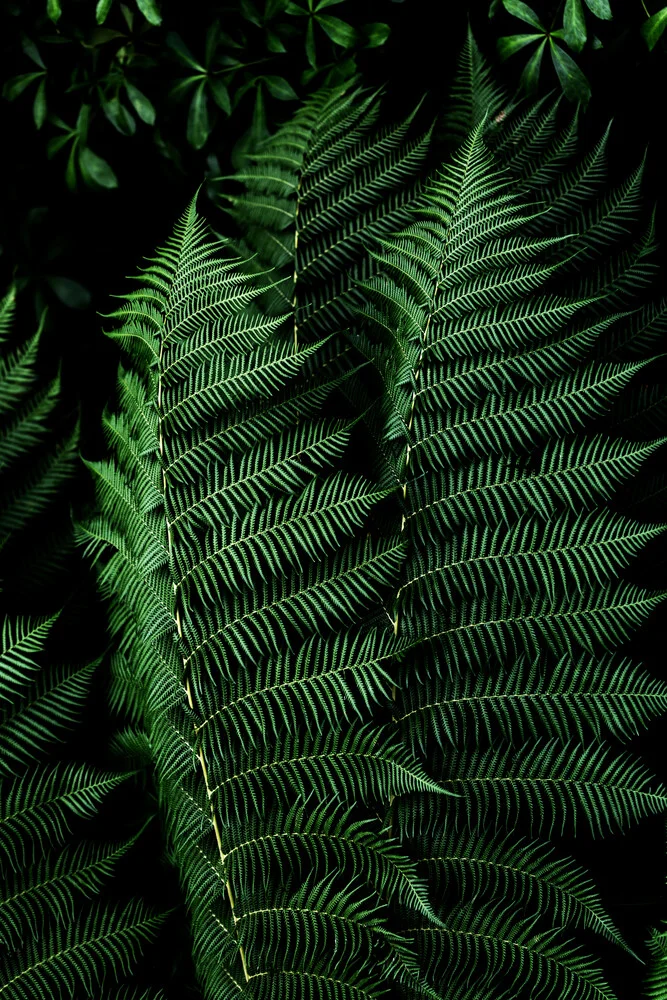 Fern 3 - Fineart photography by Mareike Böhmer