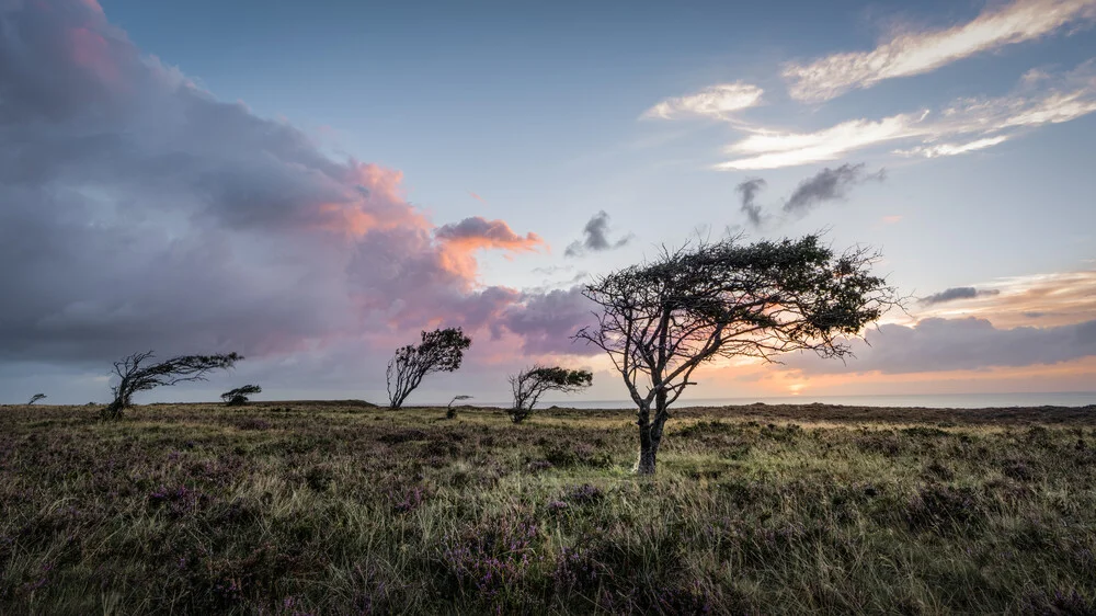 Braderuper Heide | Sylt - fotokunst von Ronny Behnert