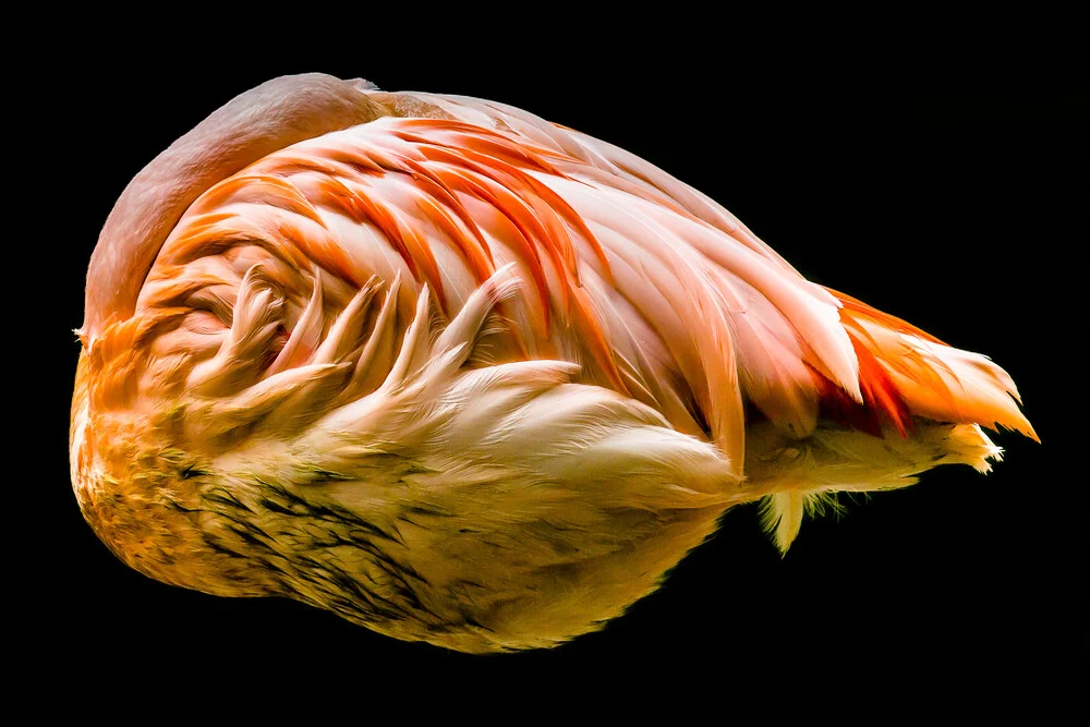 sleeping Flamingo - fotokunst von Ulrich Wolf